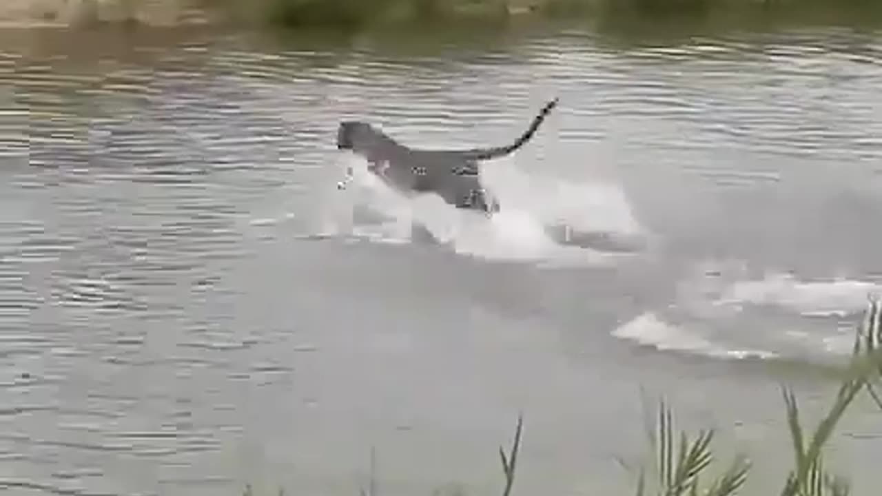 Leopard crossing the river