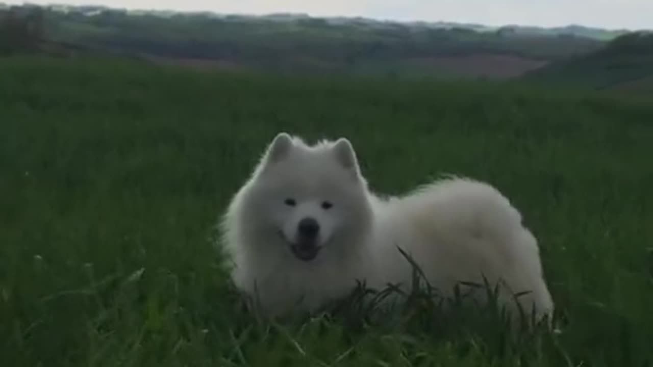 "Fluffy Pup Goes on a Quest for Treasure!