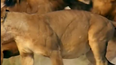 animals