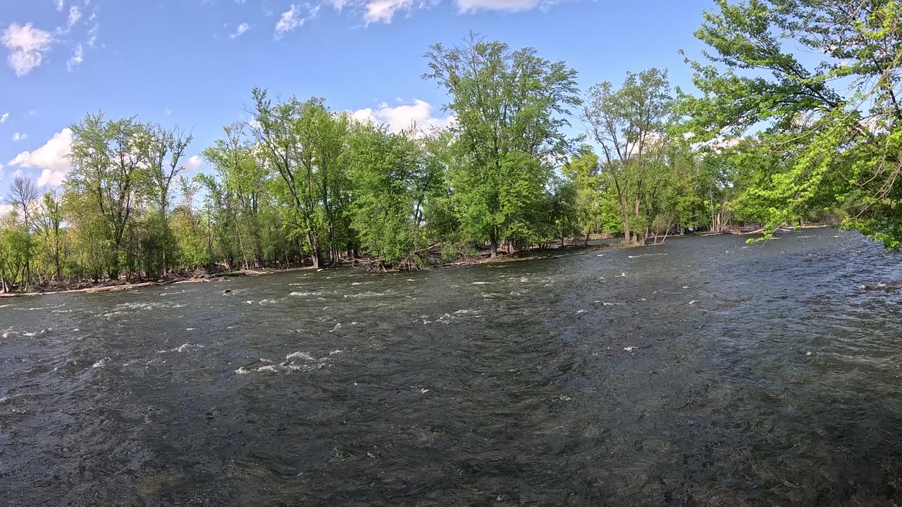Green leaves & water