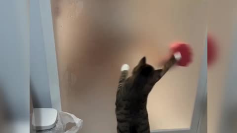 Funny and naughty cat - Playing with owner