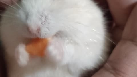Cute hamster eat carrot