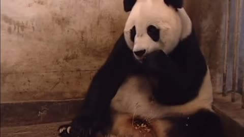 baby panda