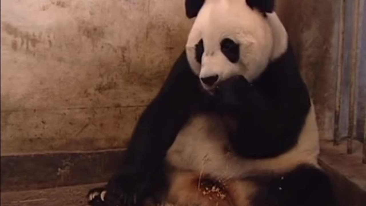 baby panda