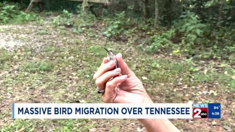 Massive bird migration over Tennessee