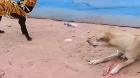 🐯Prank Dog 😂 _ Dog Wear Tiger Mask Fake Tiger So Funny Dogs Prank Try To Stop Laugh 🐕