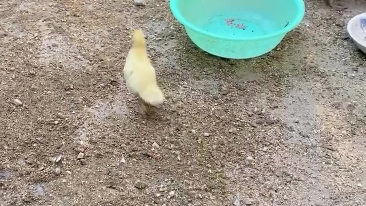 Little Duck