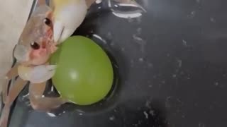 😂🍇 Imagine Eating a Grape the Size of Your Whole Body! | FunFM