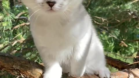 Kitten on a Tree Branch