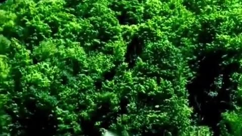 Waterfall Nature Videos