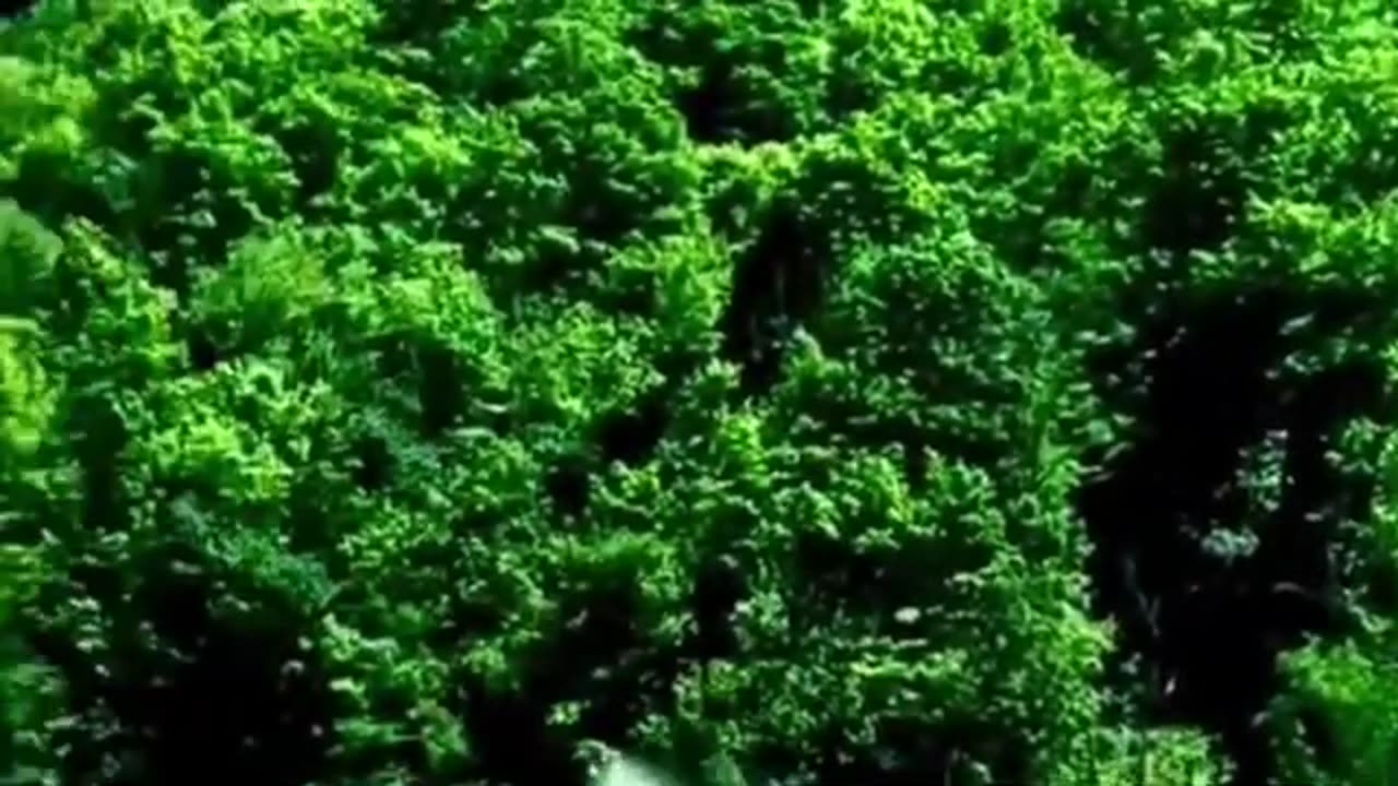 Waterfall Nature Videos