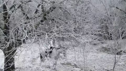 evergrey eternal nocturnal