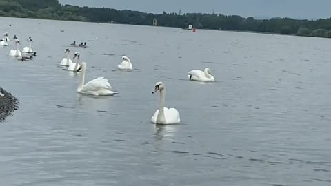 Swans on Lake