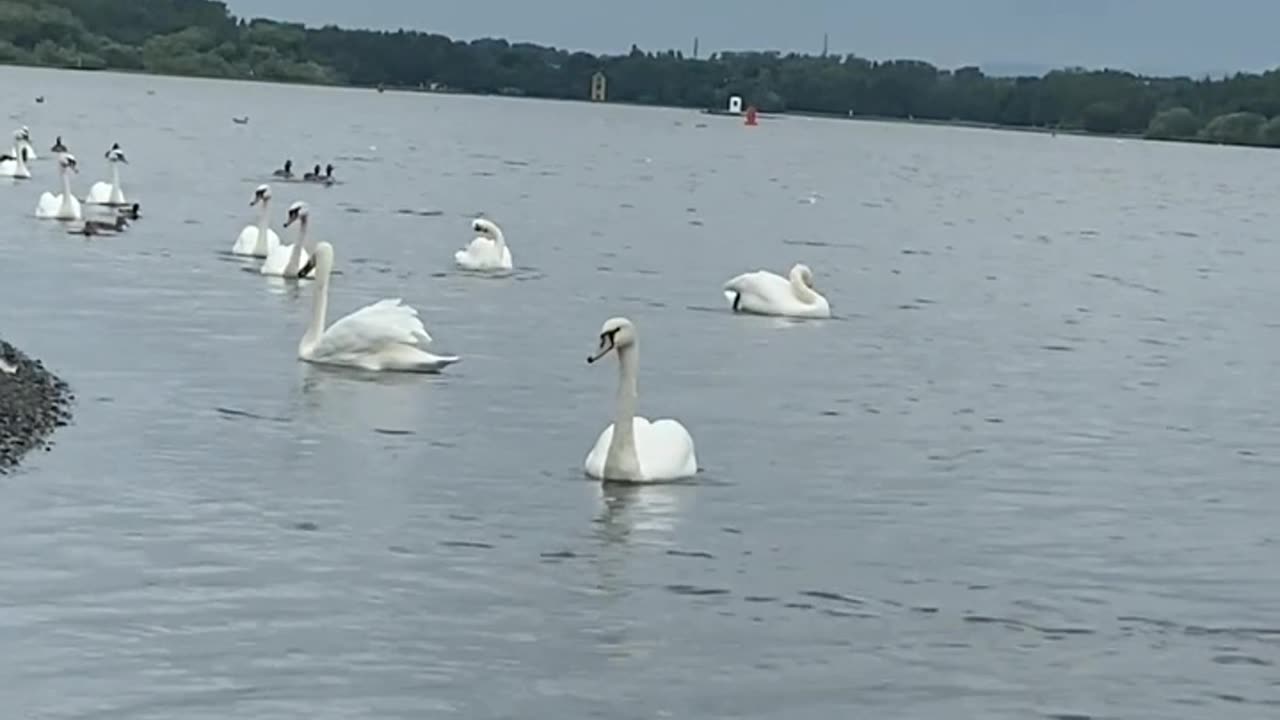 Swans on Lake