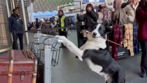 Border Collie Poses At Platform 9 3/4