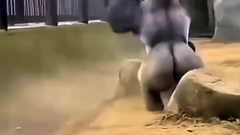 The gorilla's rage turned the tables