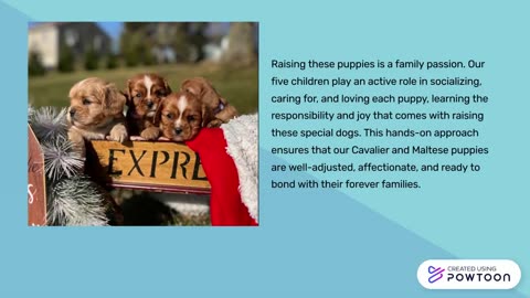 Cavalier King Charles Puppies for sale