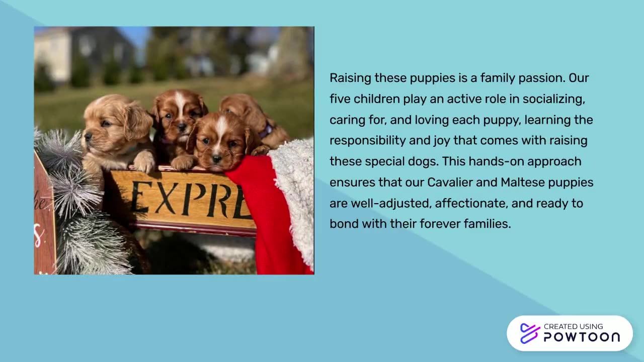 Cavalier King Charles Puppies for sale