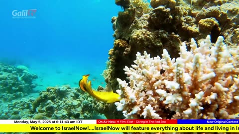 IsraelNow Live Stream