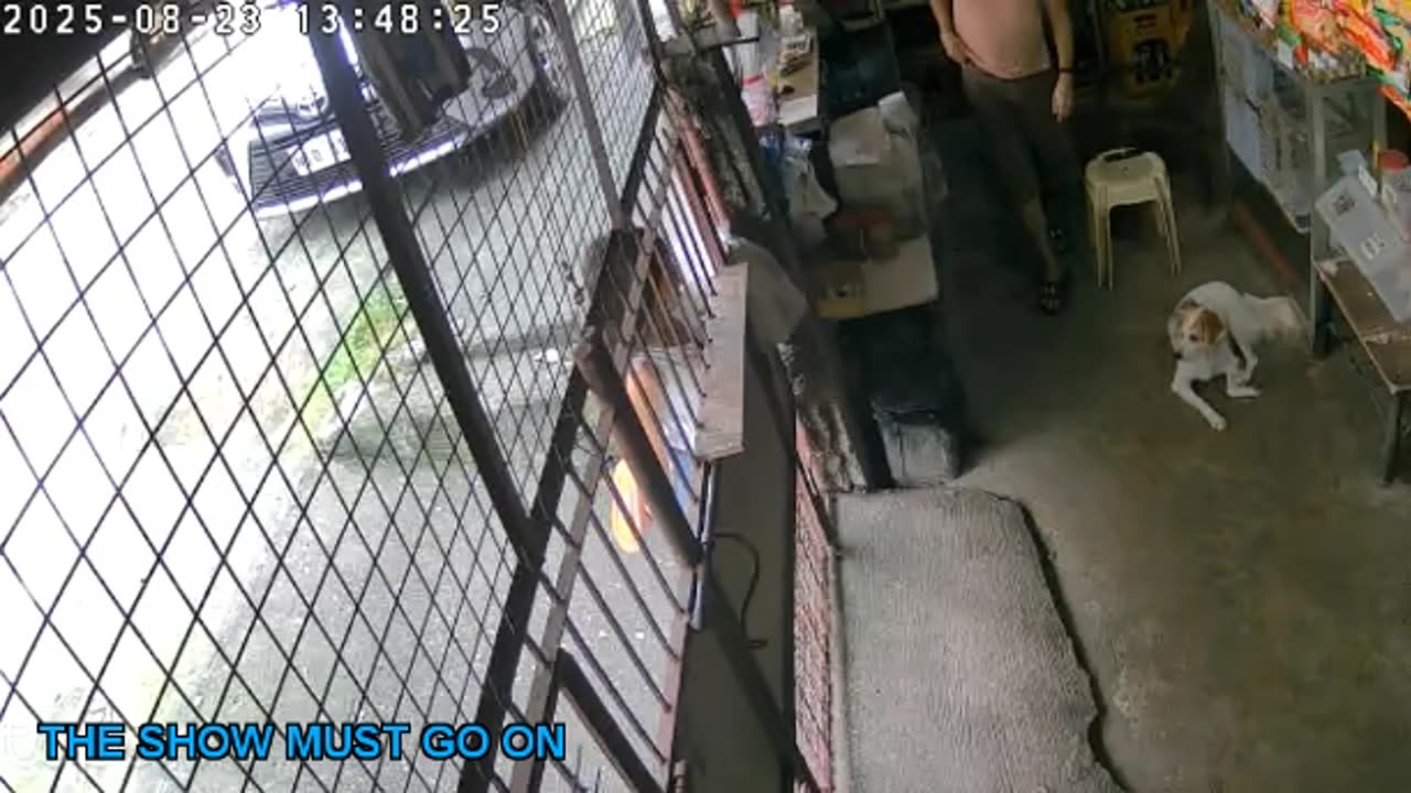 Mitsubishi Xpander 2019 Live