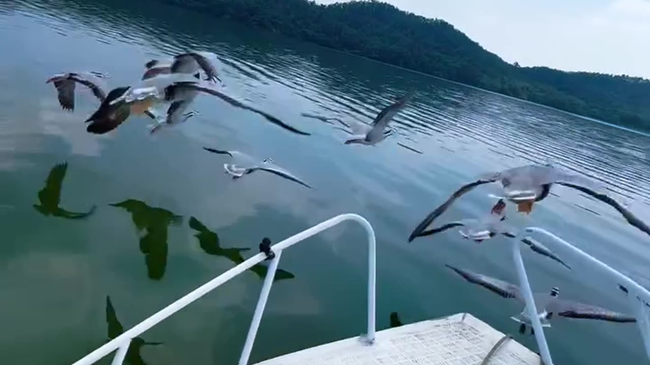 Part of the flock