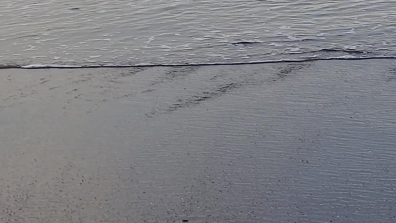 2/10/25. Turtles tracks