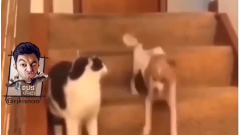 Dogs masti🤣😅🤣
