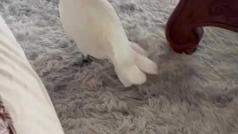 Talking parrot says Hello!🦜🤣