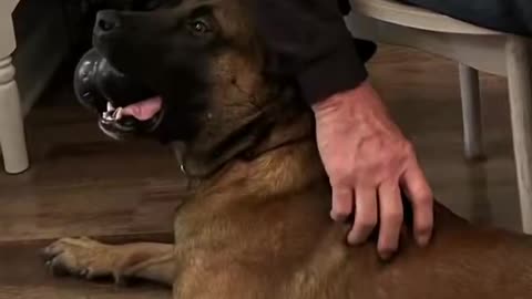 U.S. Marshals Tactical K9 - built on pack mentality. #USMarshals #USMSK9