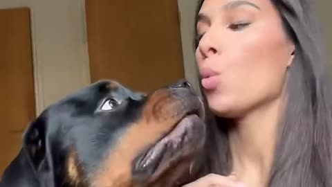 Funny dog moments 78