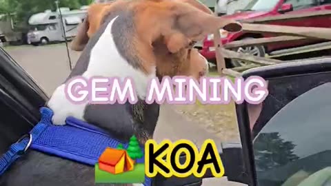 KOA🏕🔥in Milton WV. #KOA #CAMPING #rv #rvlife #beagletales #shortsvideo #outdoors