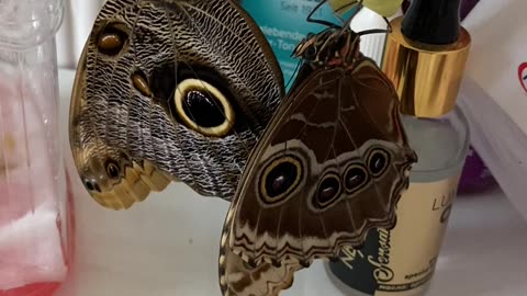 Nature and Animals