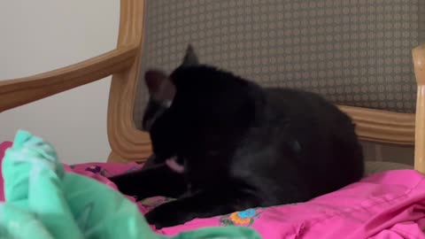 Cute Precious Piper Grooms Herself on Her Throne - My Adopted Shelter Cat Vlog