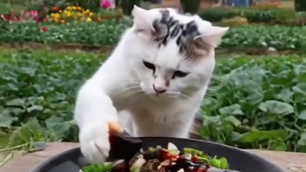 "Hungry Cat Eats Fish 🐱🐟| Cutest Feast Ever!"
