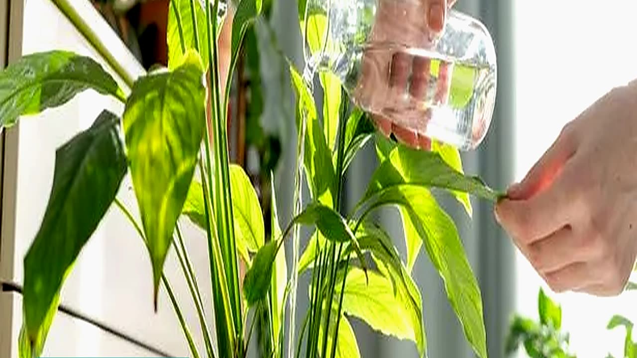 Cheapest Ways to Water Your Garden While Youre on
