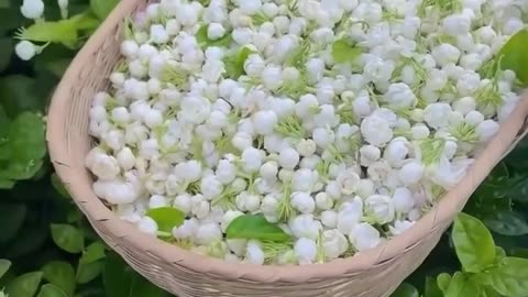White Jasmine Flower Basket with Nature Sound | Peaceful Floral Scene