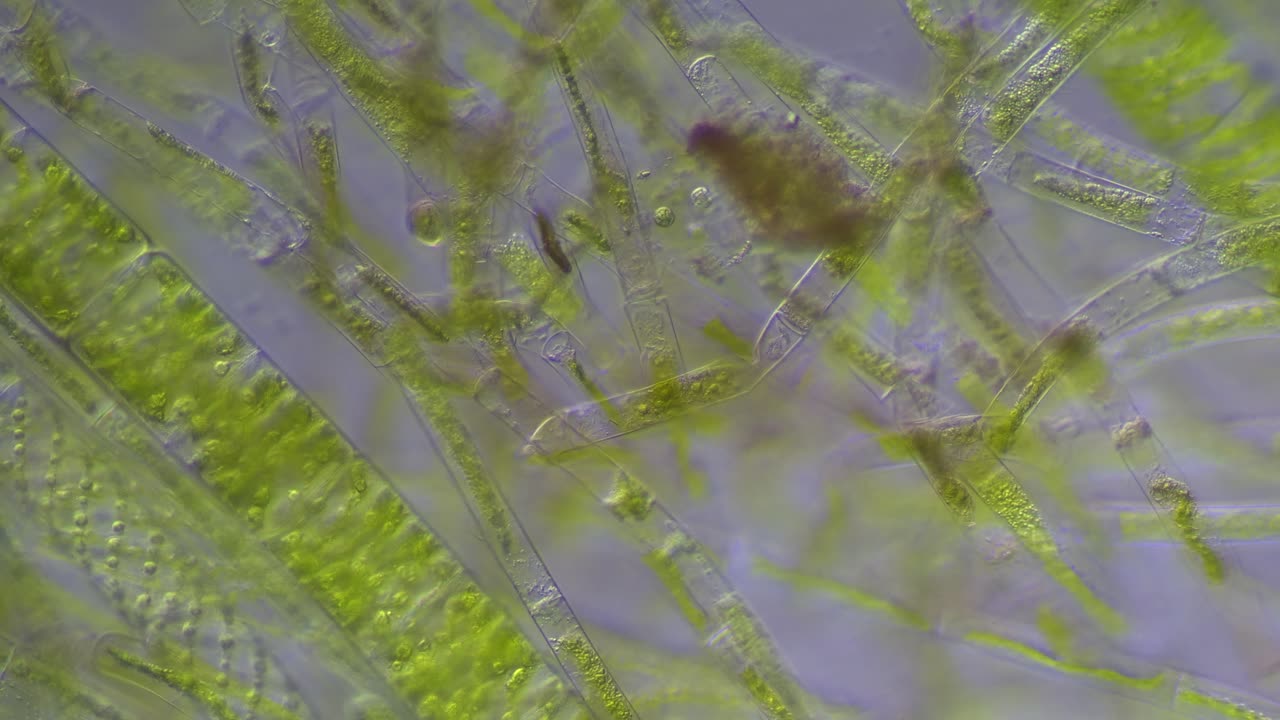 Algae plus
