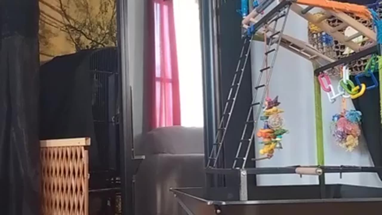 Cockatoo Is Spicy!