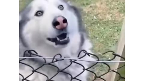 funny barks