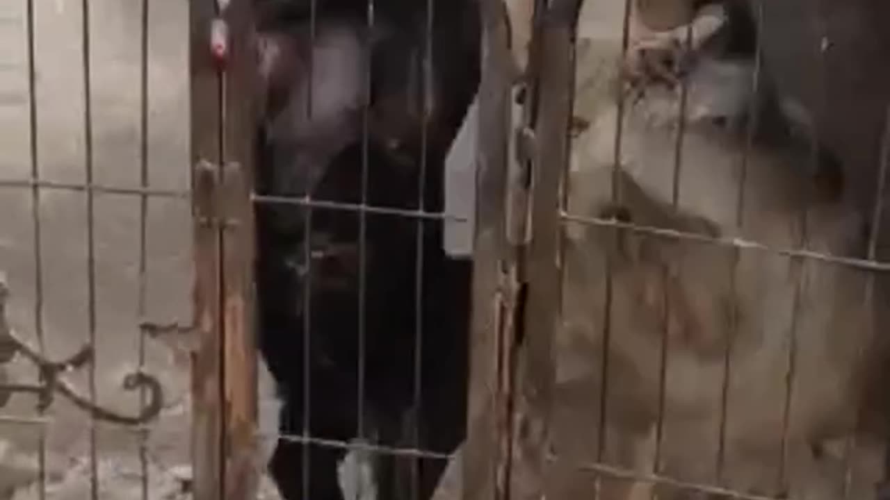 Animals funny video 🤣📸