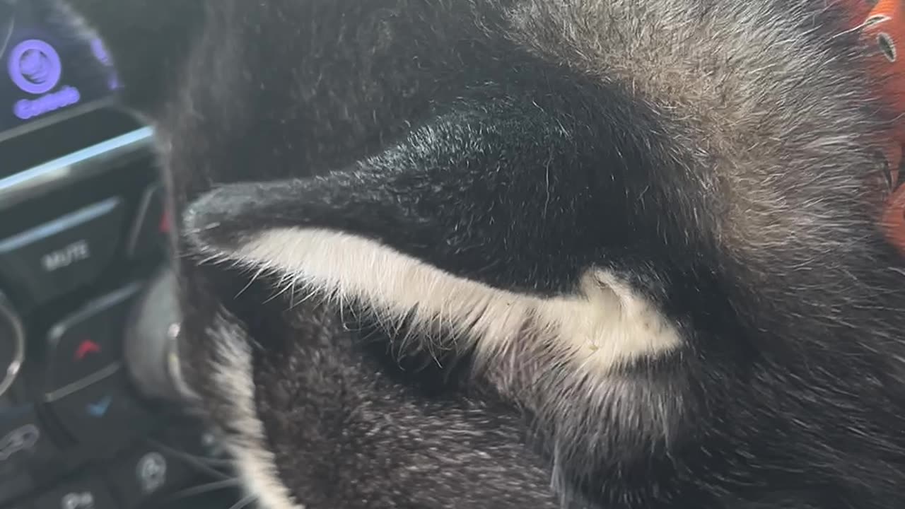 Husky With a Sweet Tea Obsession