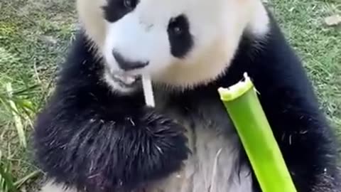 Abandoned Baby Panda