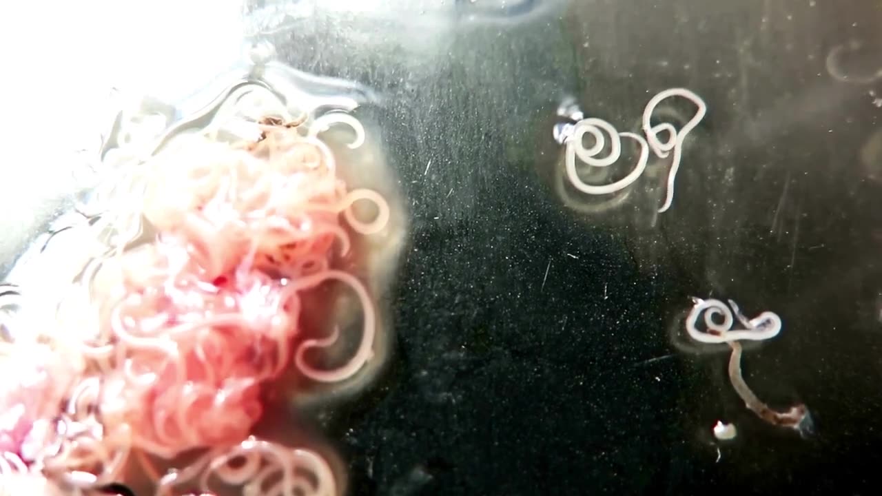 Odrobaczanie wielowymiarowe