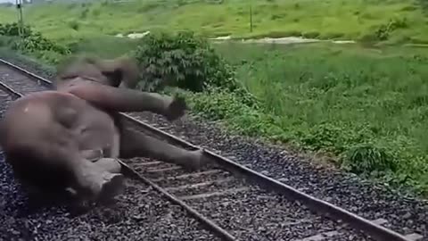 Elephant Accident, a real Story !!