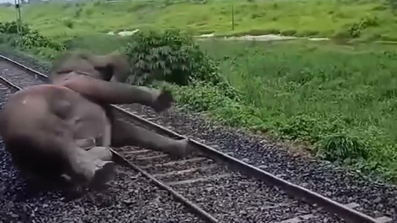Elephant Accident, a real Story !!