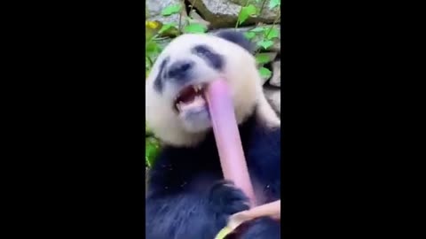 pandas engraçados cheiros peidos Made with Clipchamp.mp4