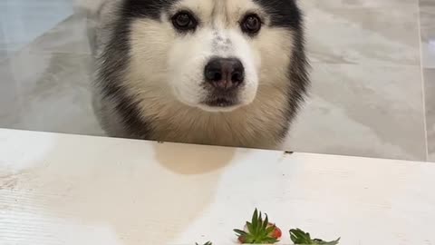 cute husky