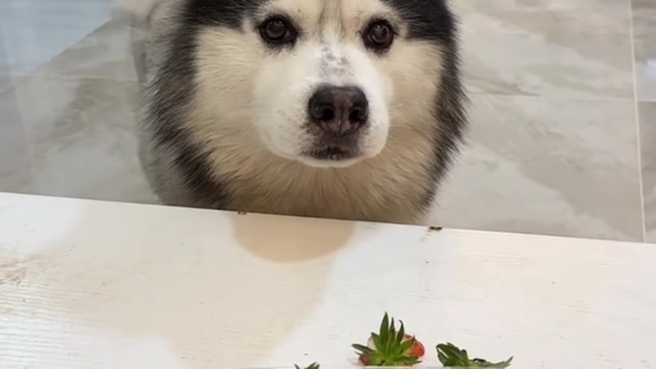 cute husky