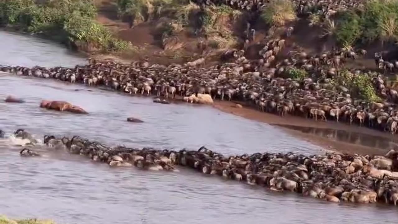 mara river wildebeest migration