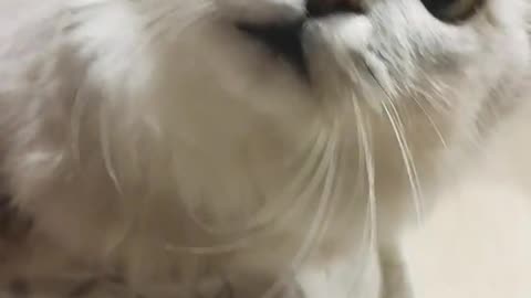 "This Cat Doesn’t Meow… He Just Stares Into Your Soul"